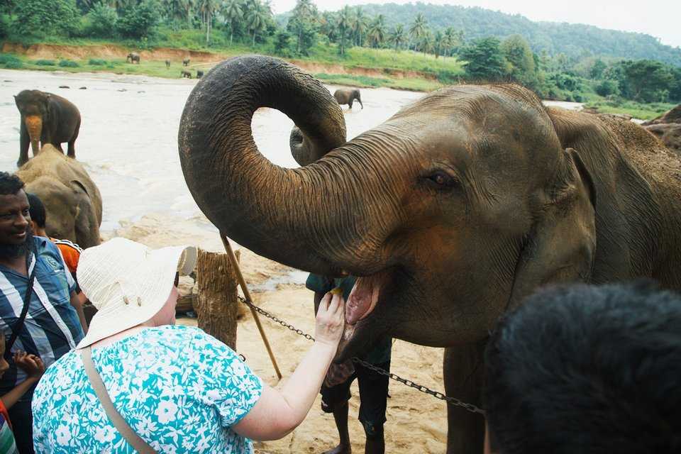 孙越动物园喂大象图片